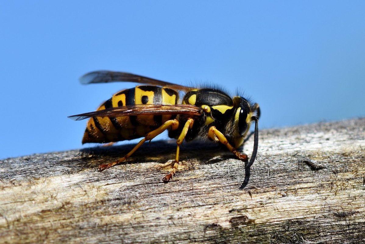 Yellow Jacket Sting Won't Stop Hurting